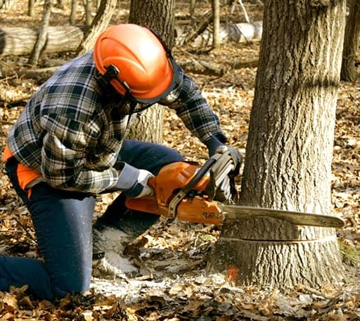 Tree Removal in Baroda, MI